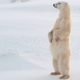 Illustration for article titled Heartbreaking Photos Of Polar Bears Who Will Die Before The Next ‘Metroid Prime’ If Nintendo Doesn’t Get Their Shit Together